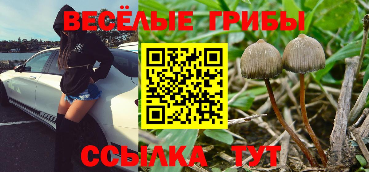 купить  сайты  Галлюциногенные грибы Cubensis  Вход с VPN  Самара 